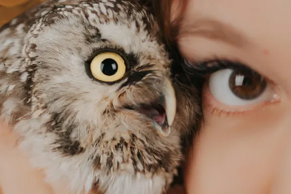 קזינו לאקי טייגר תמיכה